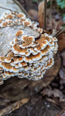 Plicaturopsis crispa