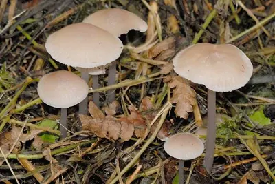 Mycena vitilis