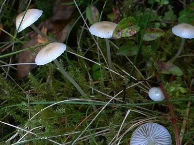 Mycena filopes