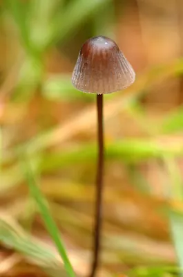 Mycena sanguinolenta