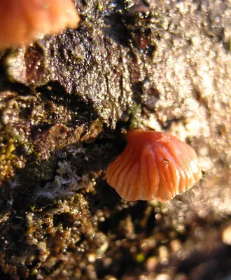 Panellus ringens