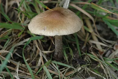 Inocybe sindonia
