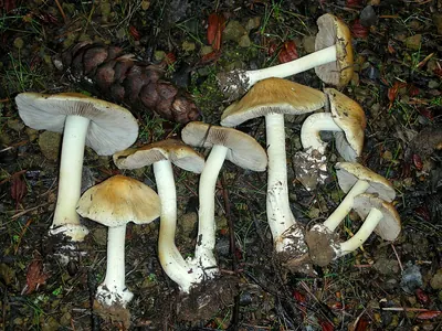Inocybe mixtilis