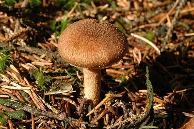 Inocybe flocculosa