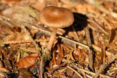 Inocybe assimilata