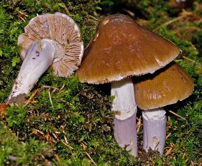 Cortinarius elatior