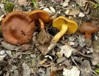 Cortinarius croceus