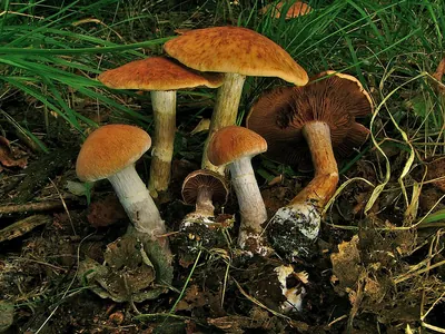 Cortinarius bivelus