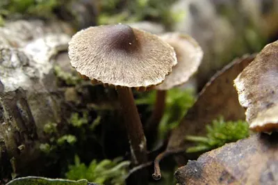 Cortinarius casimiri
