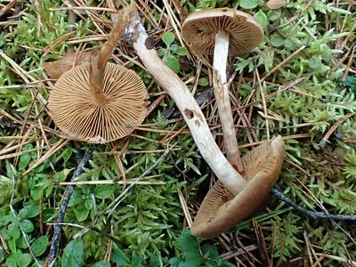 Cortinarius fulvescens