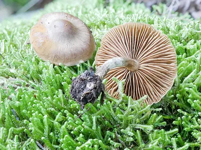 Cortinarius valgus