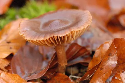 Cortinarius hinnuleus