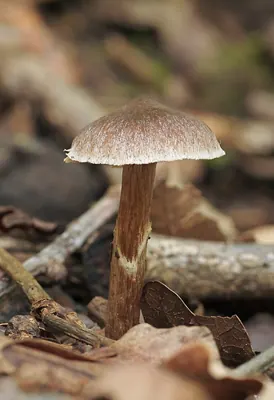 Cortinarius flexipes