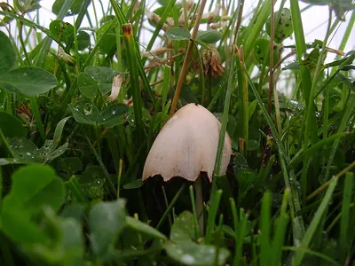 Conocybe apala