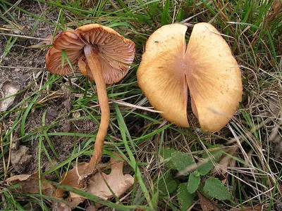 Laccaria laccata
