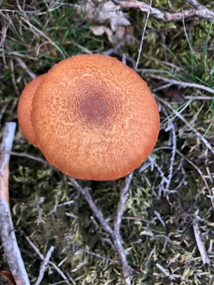 Laccaria proxima