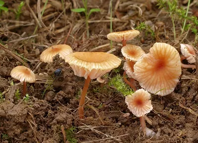 Laccaria tortilis
