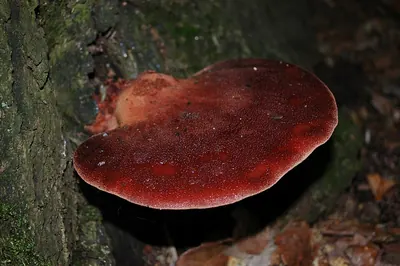 Fistulina hepatica