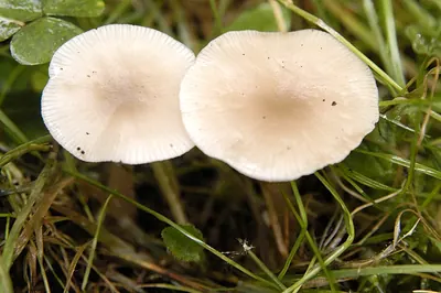 Clitocybe fragrans
