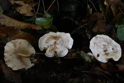 Clitocybe phyllophila