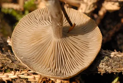 Clitocybe ditopa
