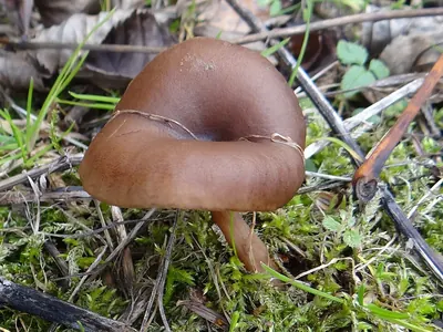 Myxomphalia maura