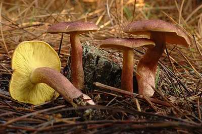 Tricholomopsis rutilans