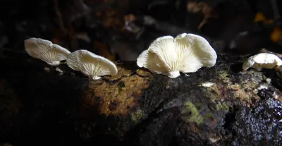 Cheimonophyllum candidissimum