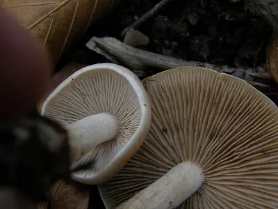 Hebeloma cavipes