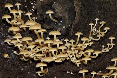 Hypholoma acutum