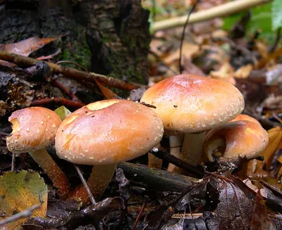 Hypholoma sublateritium
