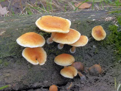 Gymnopilus penetrans