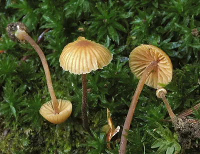 Galerina vittiformis