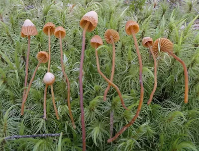 Galerina atkinsoniana