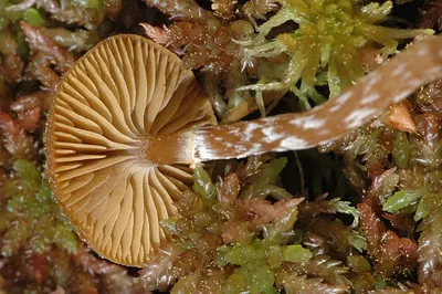 Galerina paludosa