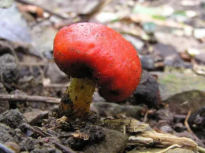 Leratiomyces erythrocephalus