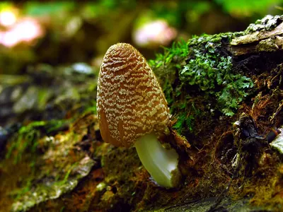 Coprinellus domesticus