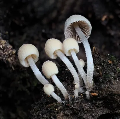 Coprinellus disseminatus
