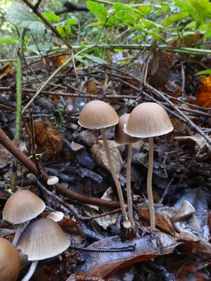 Psathyrella corrugis
