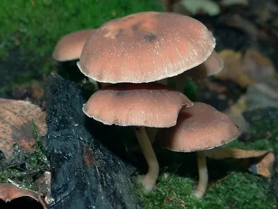 Psathyrella piluliformis