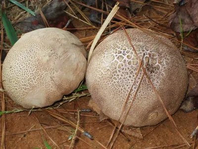 Calvatia cyathiformis