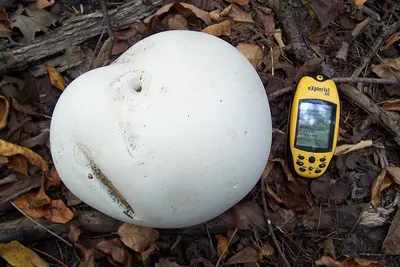 Giant puffball