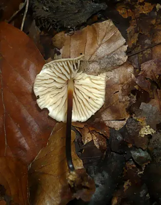 Marasmius torquescens