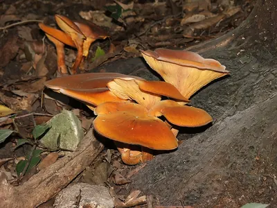Jack o'Lantern mushroom