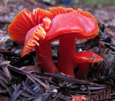 Hygrocybe coccinea