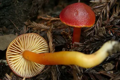 Crimson waxcap