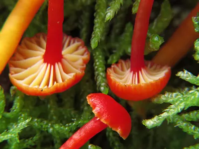 Hygrocybe insipida