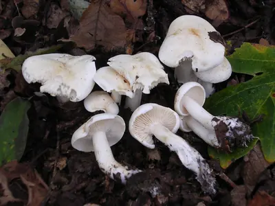 Hygrophorus cossus