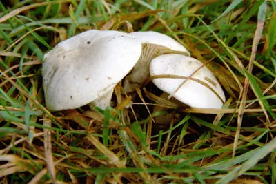 Clitopilus prunulus