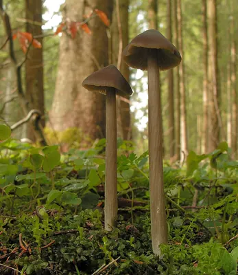 Entoloma hirtipes